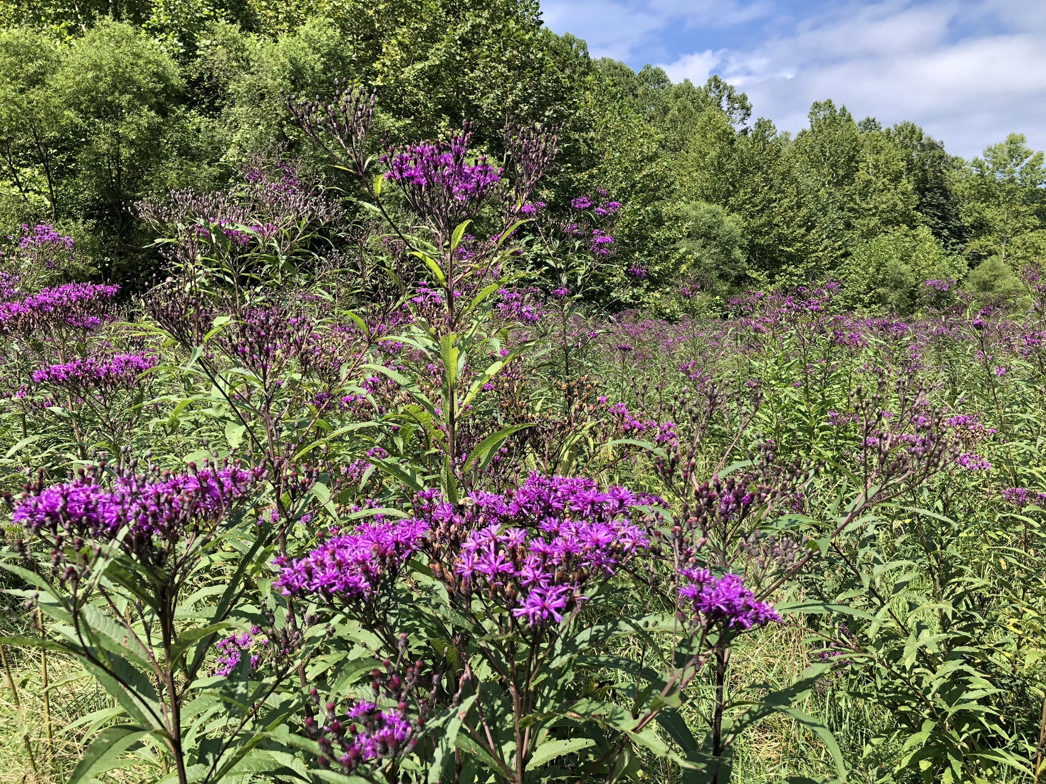Bulk Organic Ironweed Seeds (Vernonia gigantea) 1 oz (28 grams) by Smoke Camp Crafts - Habit Restoration, DIY Wildflower Meadow