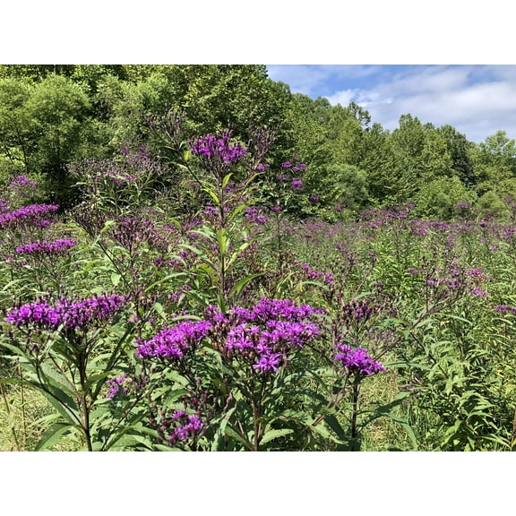 Ironweed Seeds (Vernonia gigantea, Vernonia altissima) 100 Organic Seeds (0.2 grams) by Smoke Canp Crafts