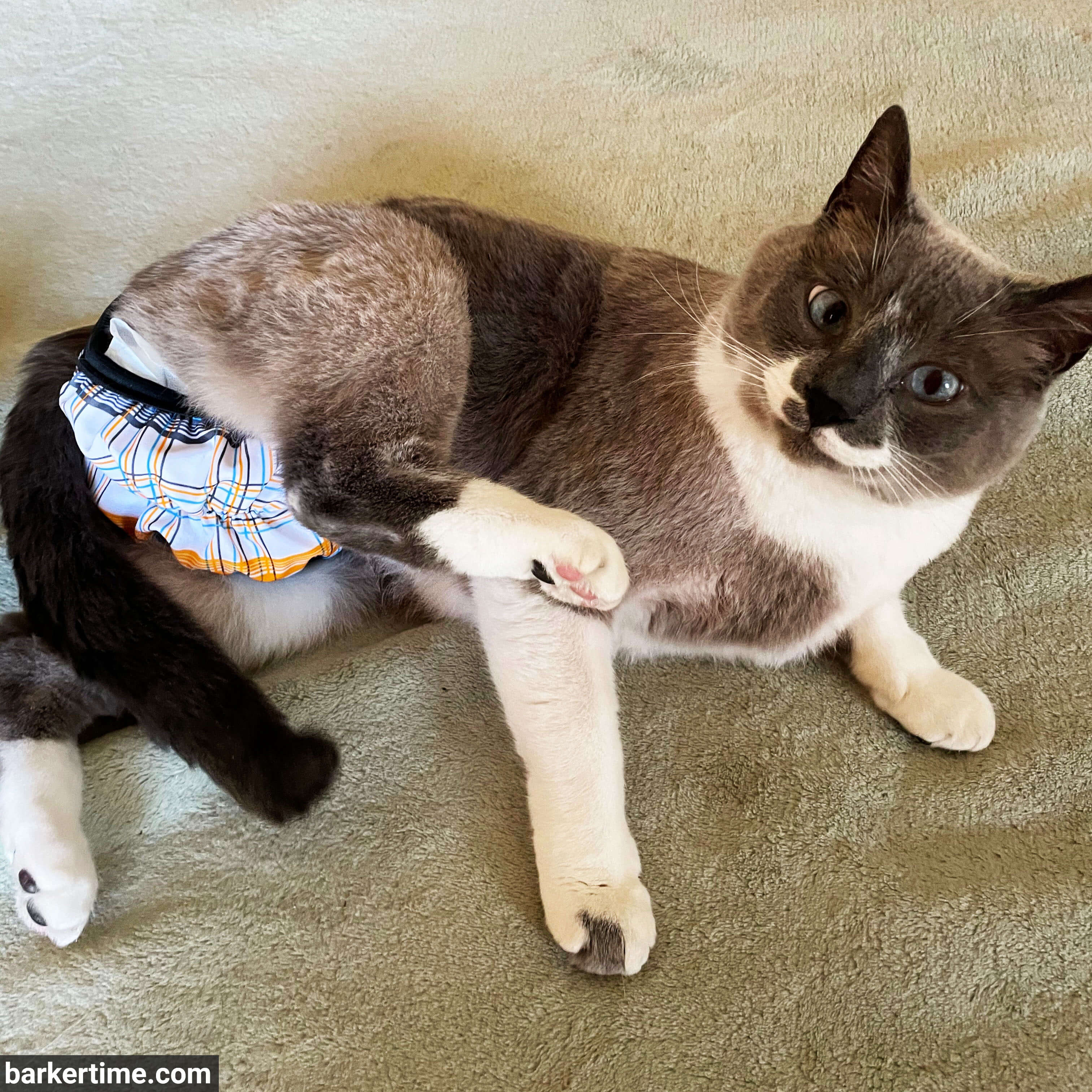 Barkertime Blue and Yellow Plaid Cat Diaper Pull-up