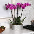 thumbnail image 3 of Just Add Ice 16-30" Purple Premium Orchid Duo Live Plants in 10" Silver Ceramic Planter, House Plant, 3 of 5