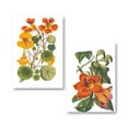 thumbnail image 2 of Gango Home Decor Contemporary Antique Botanical XVII & XVIII; Two 16x24in Fine Art Paper Giclee Prints, 2 of 6