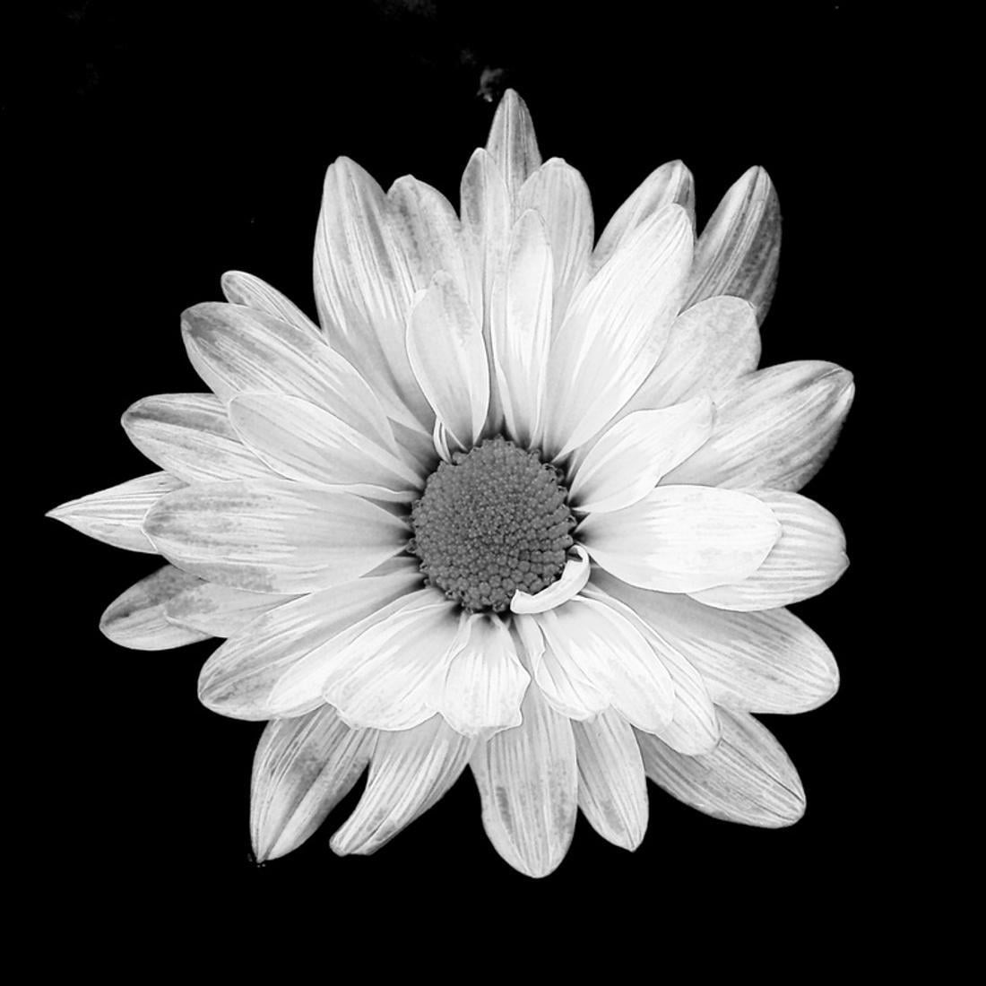White Daisy Flower Blossom Black and White Photo Print Wall Art By Gail