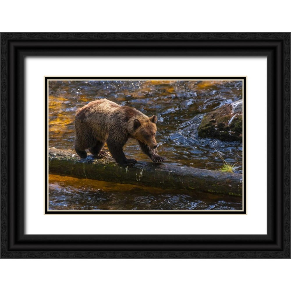 Illg, Cathy and Gordon 32x23 Black Ornate Wood Framed with Double Matting Museum Art Print Titled - AK, Tongass NF Grizzly bear on log hunting