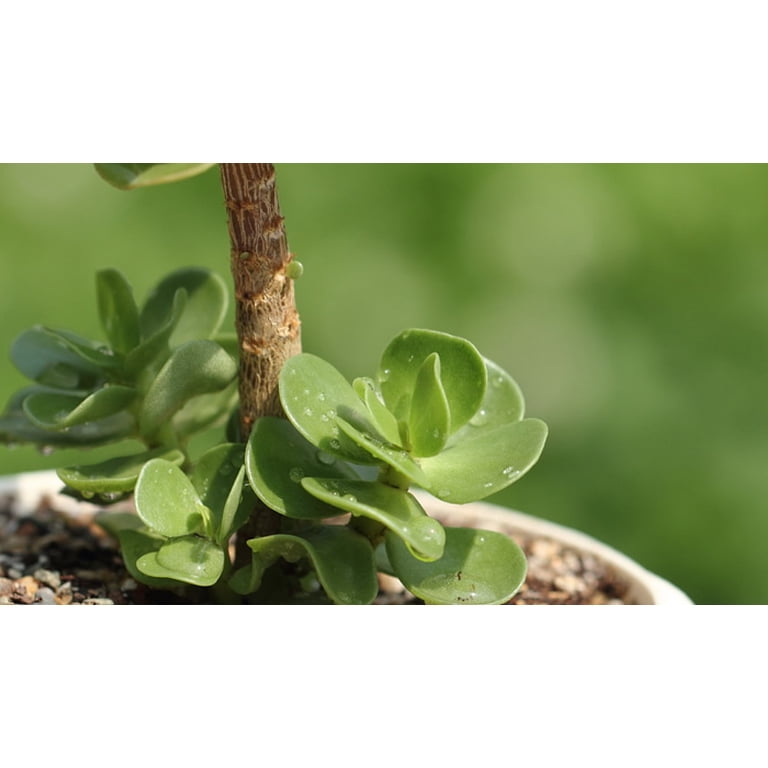 prayer plant pink Desktop Prayer Plant | Delivered Fast, Arrives Tomorrow