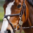 thumbnail image 2 of El amuleto protege a este jinete y al caballo en el que montaba, 2 of 9