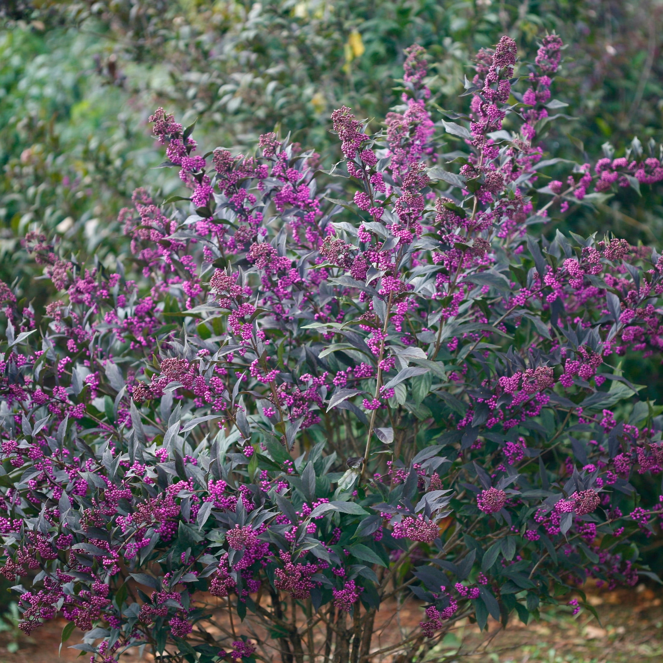 Proven Winners ColorChoice 6" Pearl Glam Beautyberry Live Plant in 7.5" Pot