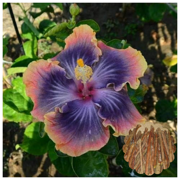 7 Hibiscus Cuttings for Planting Purple Pink Yellow Hibiscus Flower Plant Perennial Flowering Shrub Outdoor Indoor Garden