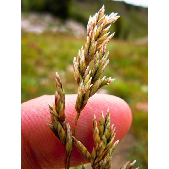 500 MUTTONGRASS Poa Fendleriana Eragrostis Mutton Grass Bluegrass Native Seeds