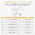 thumbnail image 2 of BELLA & PAL Light Gray Male Dog Diapers, 3-Pack, Highly Absorbent Washable Diapers for Small Dogs, Leak-Proof Puppy Diapers, M, 2 of 9