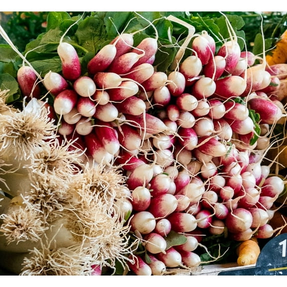 French Breakfast Radish Seeds/ Annual/ Full Sun/2800 Seeds 1 oz / Zellajake Farm and Garden - B78