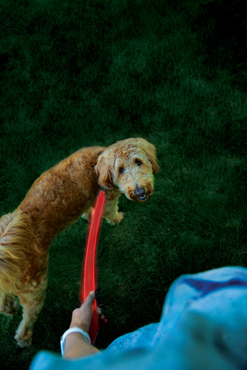 Nite Ize NiteDog Rechargeable LED Leash - Rechargeable LED Light Dog Leash with Padded Handle - Dog Walking Accessories for Walking & Running - 5 Feet, Red