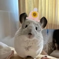 thumbnail image 5 of Adorable Hat for Small and Cats with Adjustable Strap Soft Breathable Outdoor, 5 of 5
