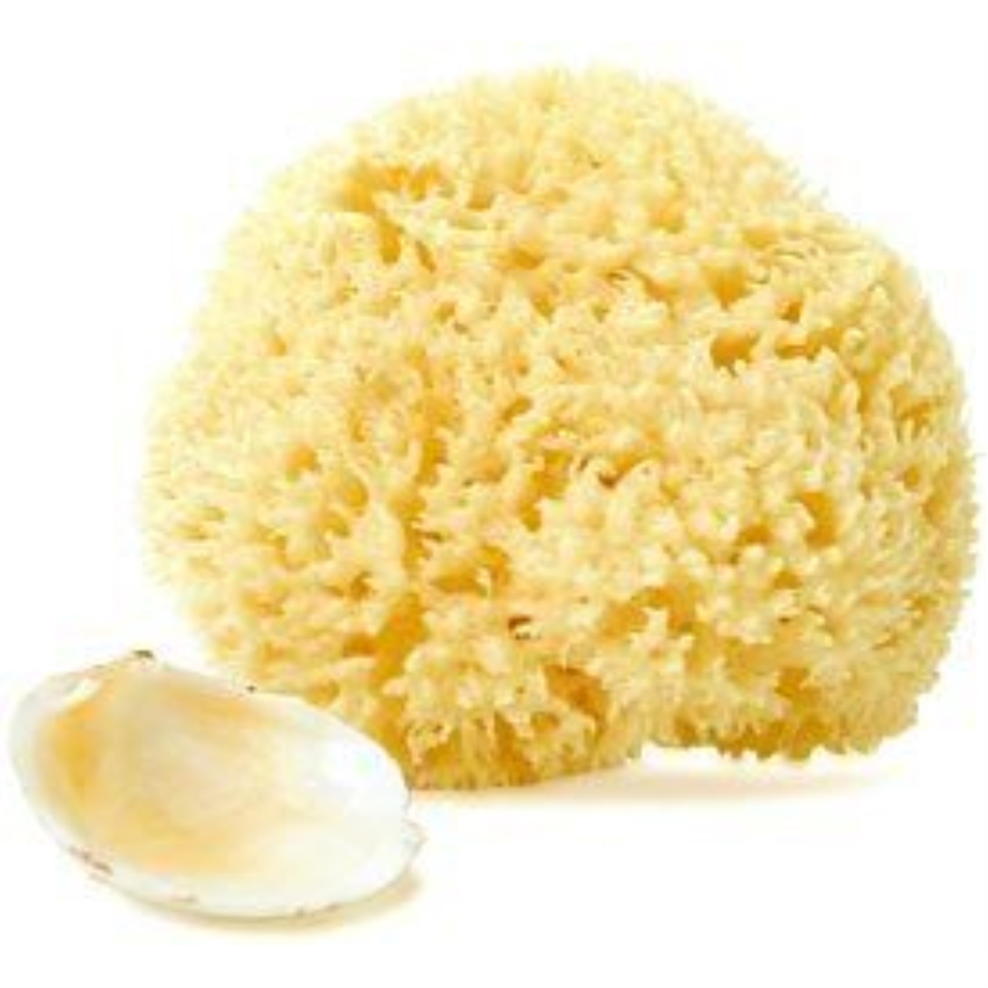 Natural Dead Sea Sponge