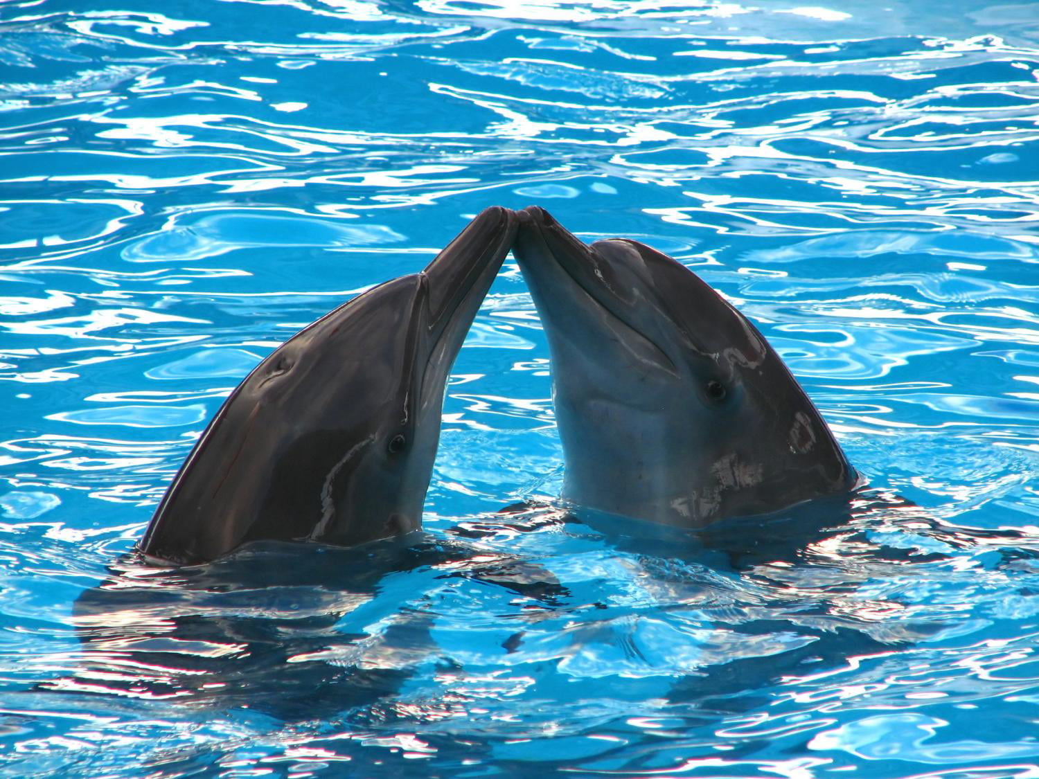 Общение дельфинов между собой. Коммуникация дельфинов. Агрессивные дельфины. Королевский Дельфин. Друг Дельфин.