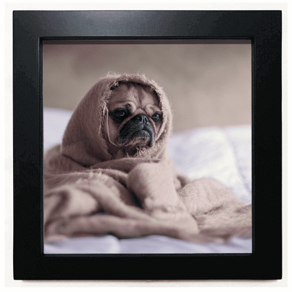 bulldog pet animal lly picture black square frame picture wall tabletop