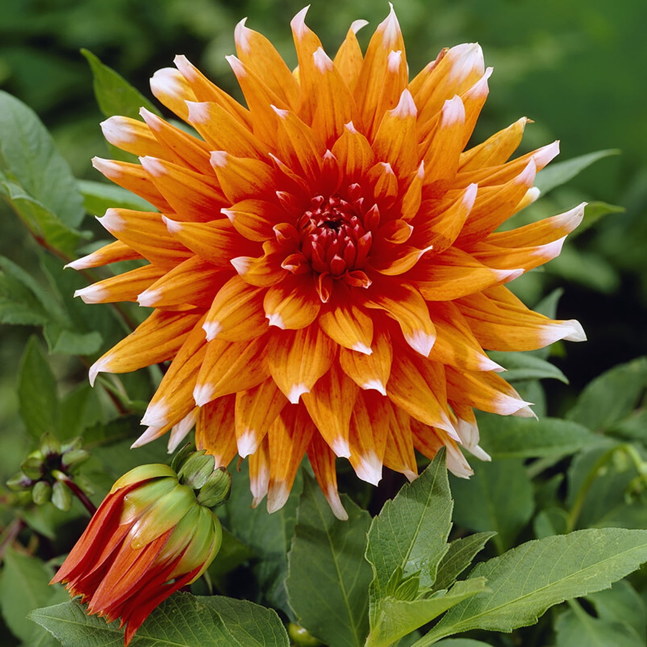 Van Zyverden Dahlias Spectacle, 5 Bulbs, Multi-color, Full Sun, Annual, Flowering