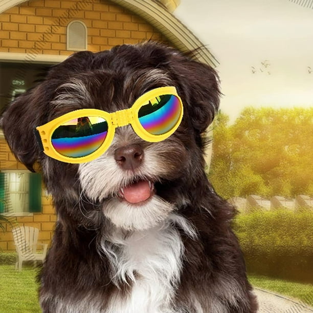 Dog sunglasses 2025