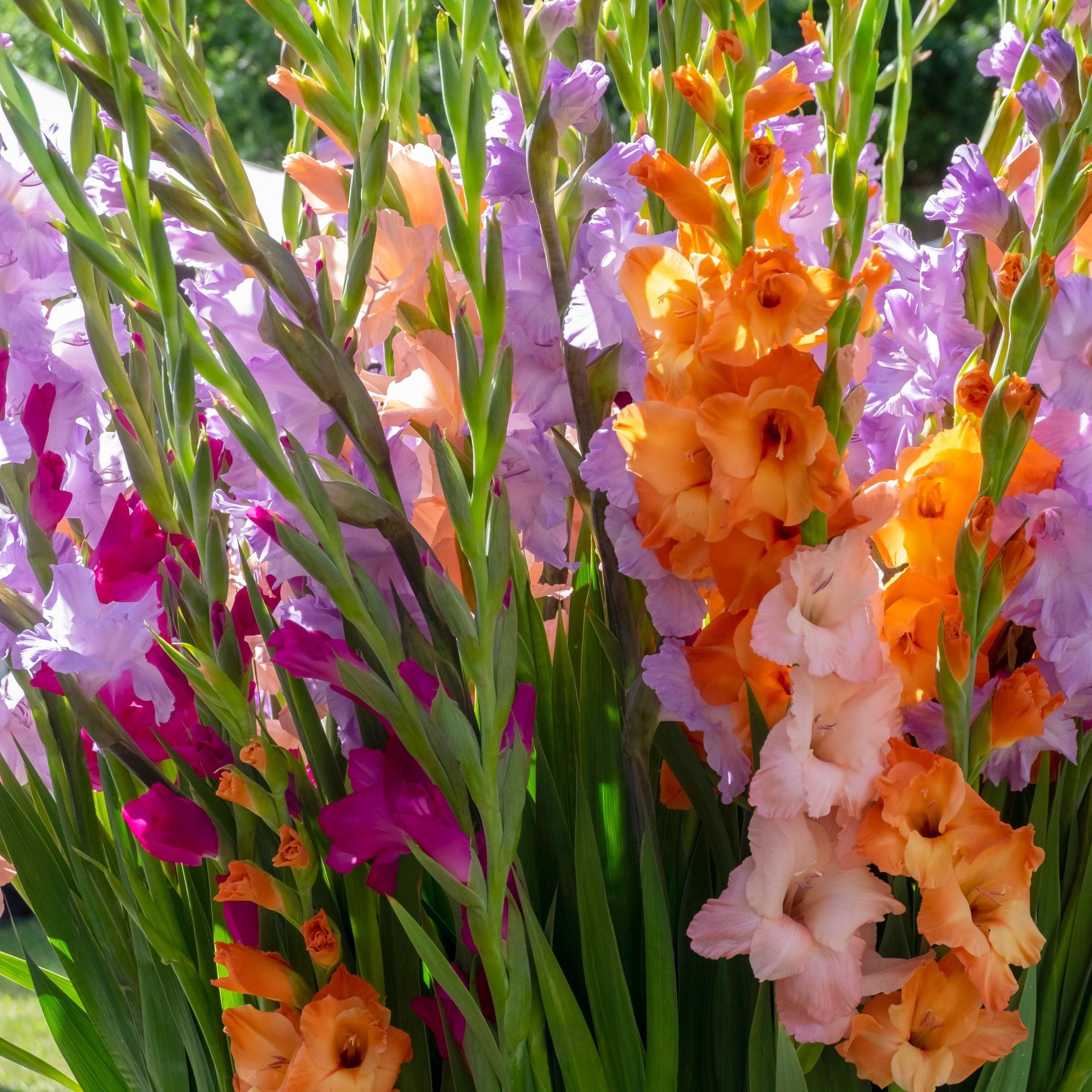 National Plant Network Gladioli Mixed Bulbs (20-Pack)