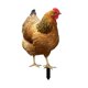 thumbnail image 4 of Estatua de pollo, estaca de jardín, escultura de animal, figura decorativa de pollo de metal, 315 x 174 x 01 cm, 4 of 8
