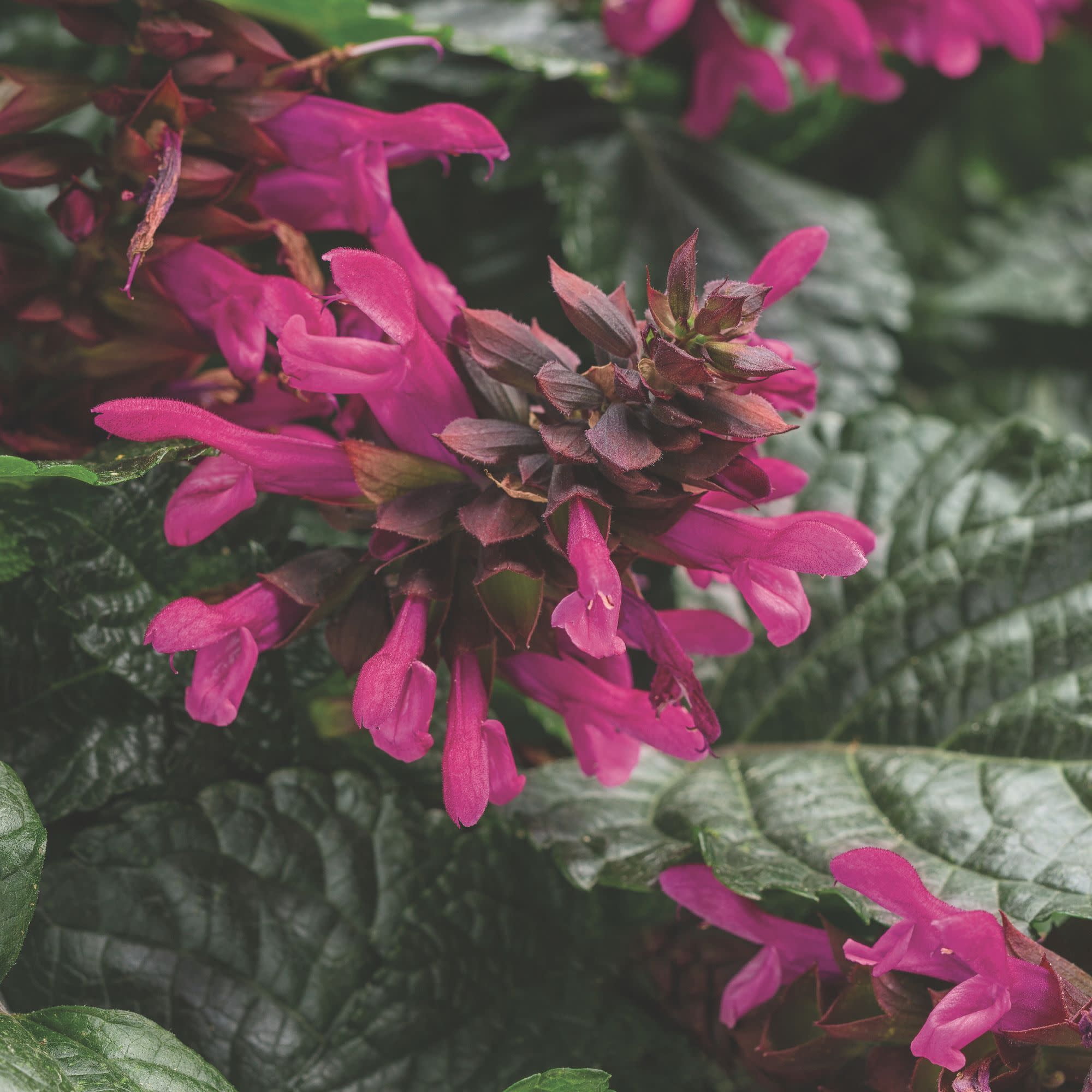 Proven Winners 4" Pink Rockin' Fuchsia Salvia Live Plant in 4.25" Pot (4 Count)
