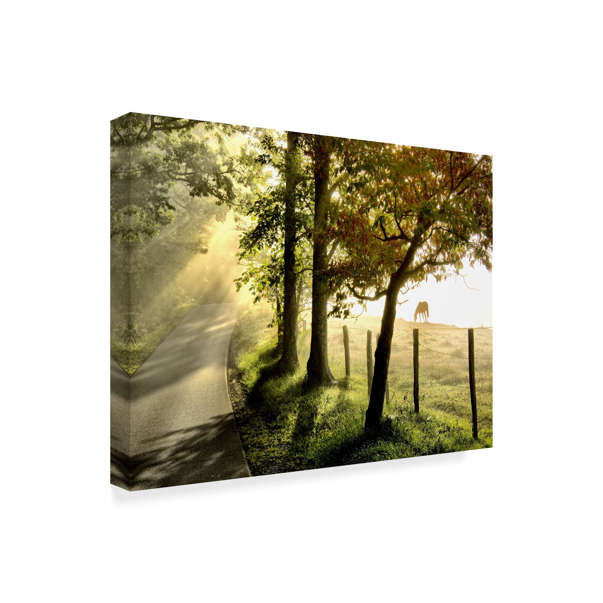 Trademark Fine Art 'Morning Graze II' Canvas Art by Danny Head