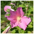 thumbnail image 2 of Everwilde Farms - 1 lb Swamp Mallow Native Wildflower Seeds - Gold Vault Bulk Seed Packet, 2 of 2