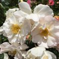 thumbnail image 7 of Heirloom Roses White Rose Plant - Penelope Hybrid Musk Rose Bush, 7 of 7