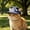 Blue1, variant on Cat Cap, Cartoon Dog Sunscreen Hat Baseball Cap Cute Aniamls Hat with Ear Holes Chin Strap Adjustable Hats for Small Medium Dogs Large Dogs Cats Pet Ear Hat Soft Polyester Adjustable Strap