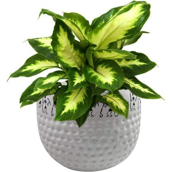 India Meets India Handicraft Ceramic Flower Pots Ceramic Planter Plant Pots Indoor Outdoor Planter, Best Gifting, Made by Awarded Indian Artisans