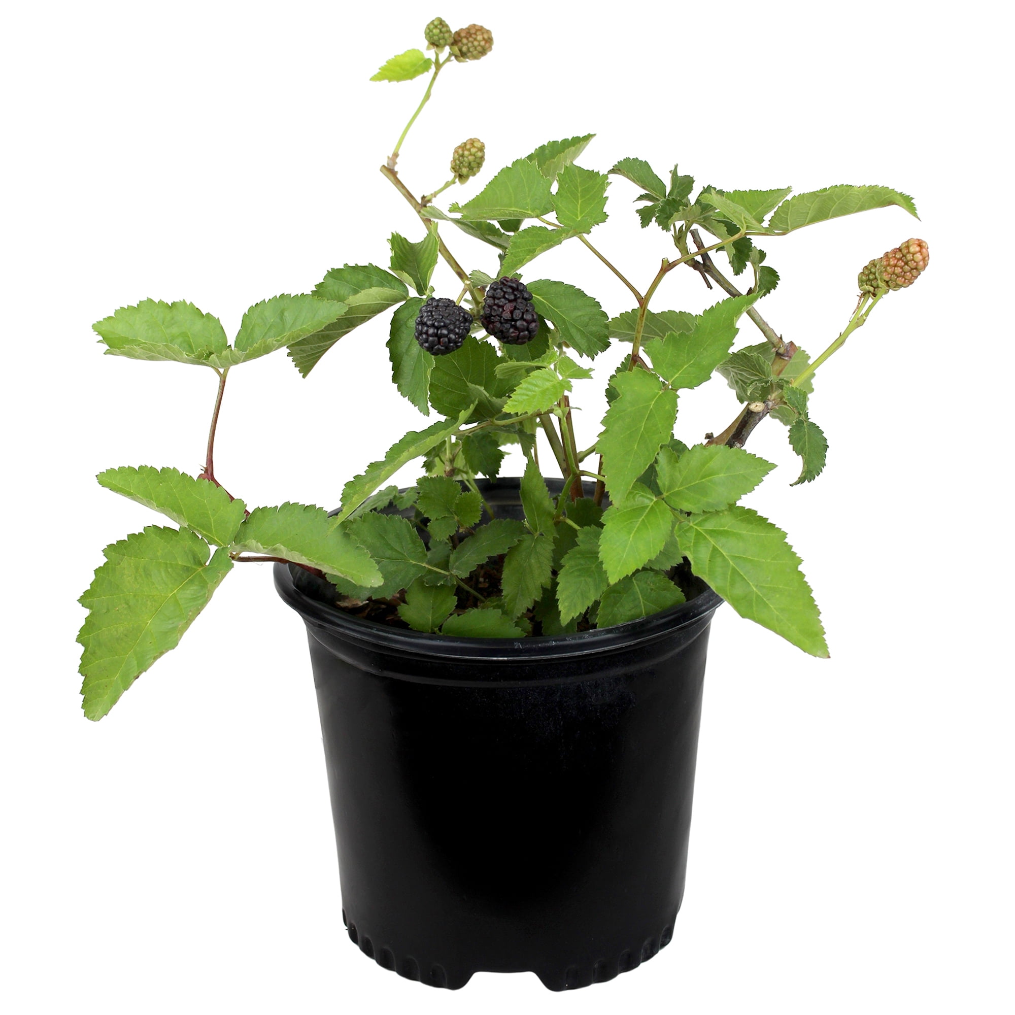 Expert Gardener Thornless Osage Blackberry Bush, 12 in-18 in Tall