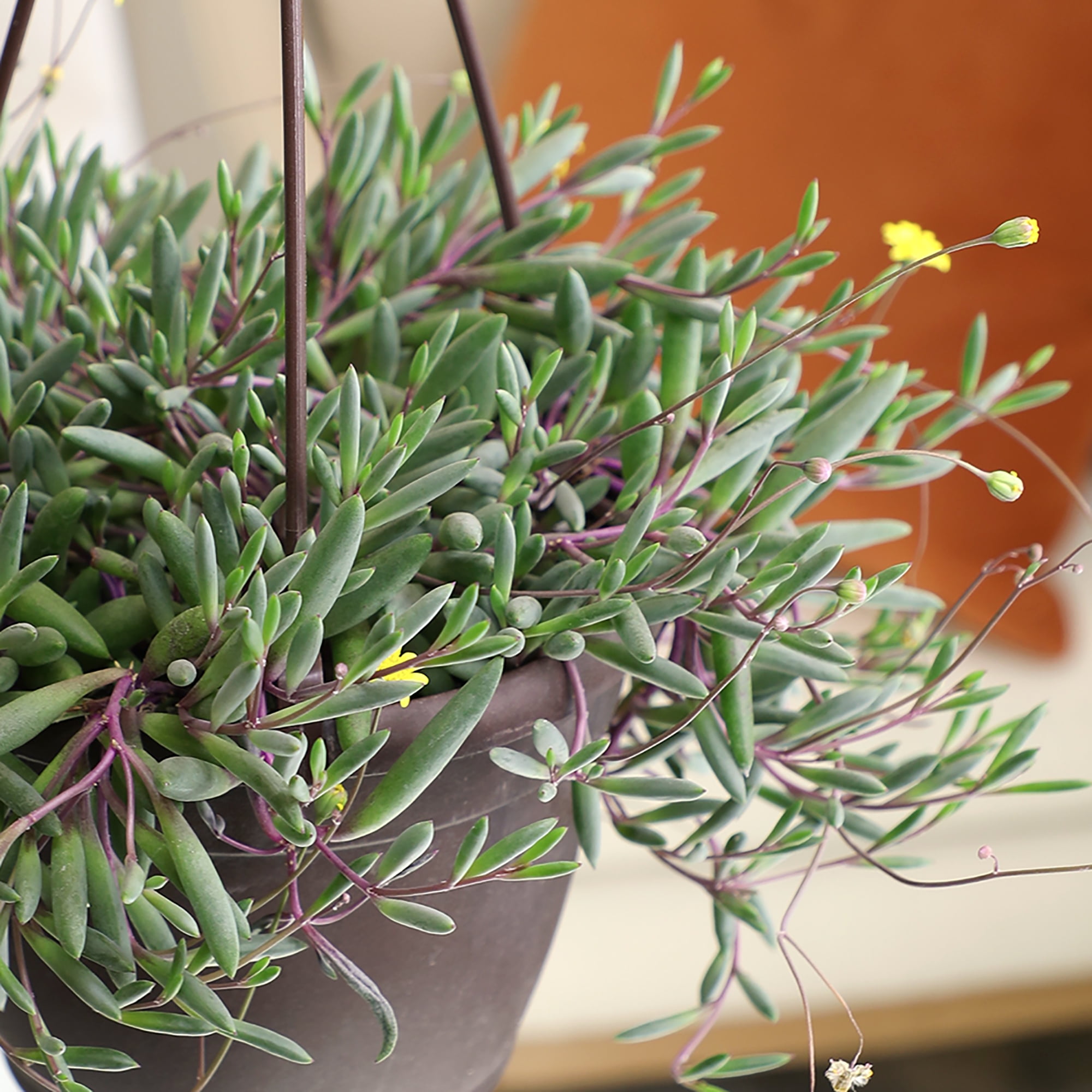 Ruby Necklace Succulent, String of Pickles | 6" Hanging Pot | Full Sun | Element by Altman Plants