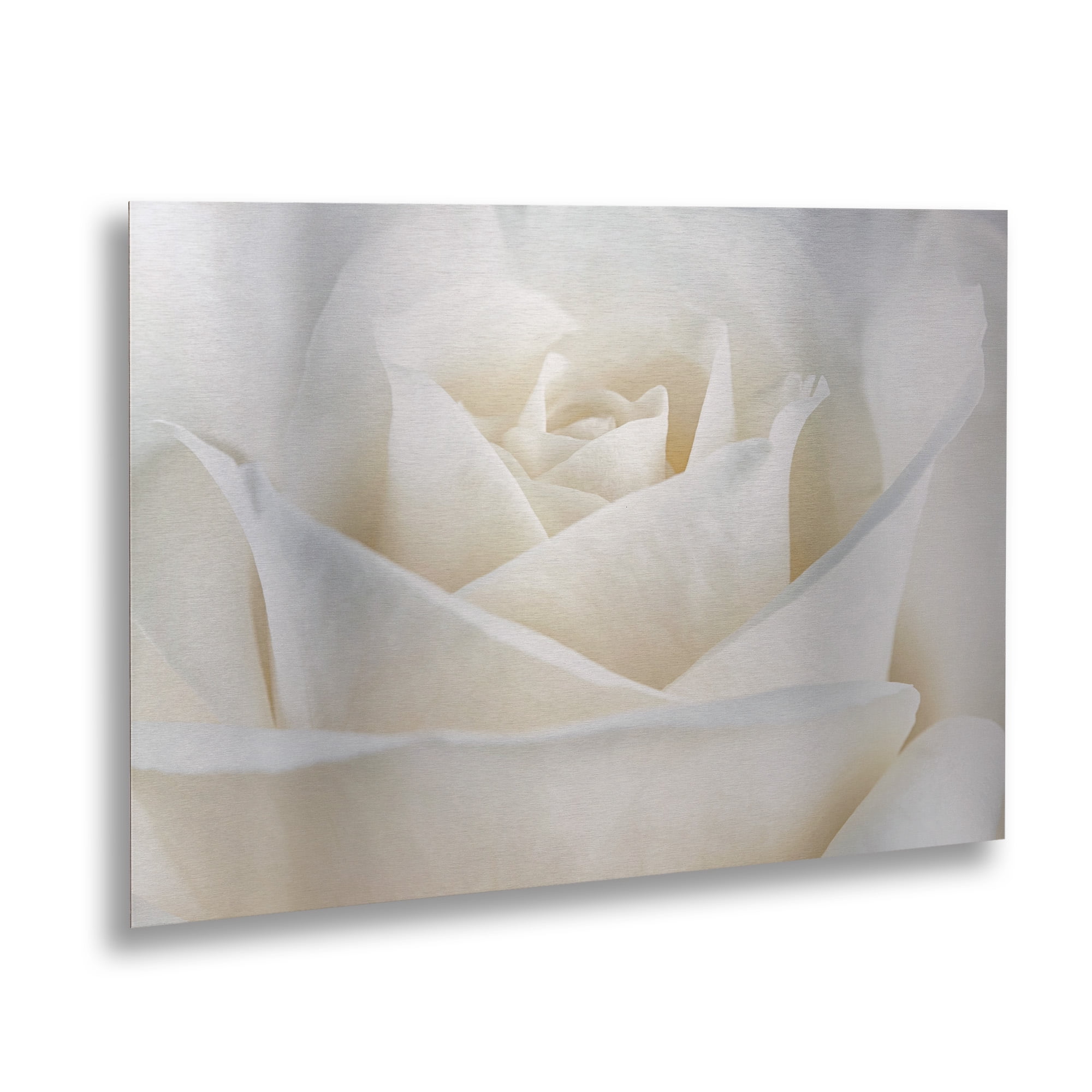 Trademark Fine Art 'Pure White Rose' Brushed Aluminum Wall Art Art by Cora Niele