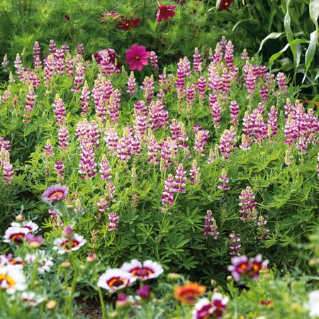 Eden Brothers Lupine Seeds - Avalune Mix