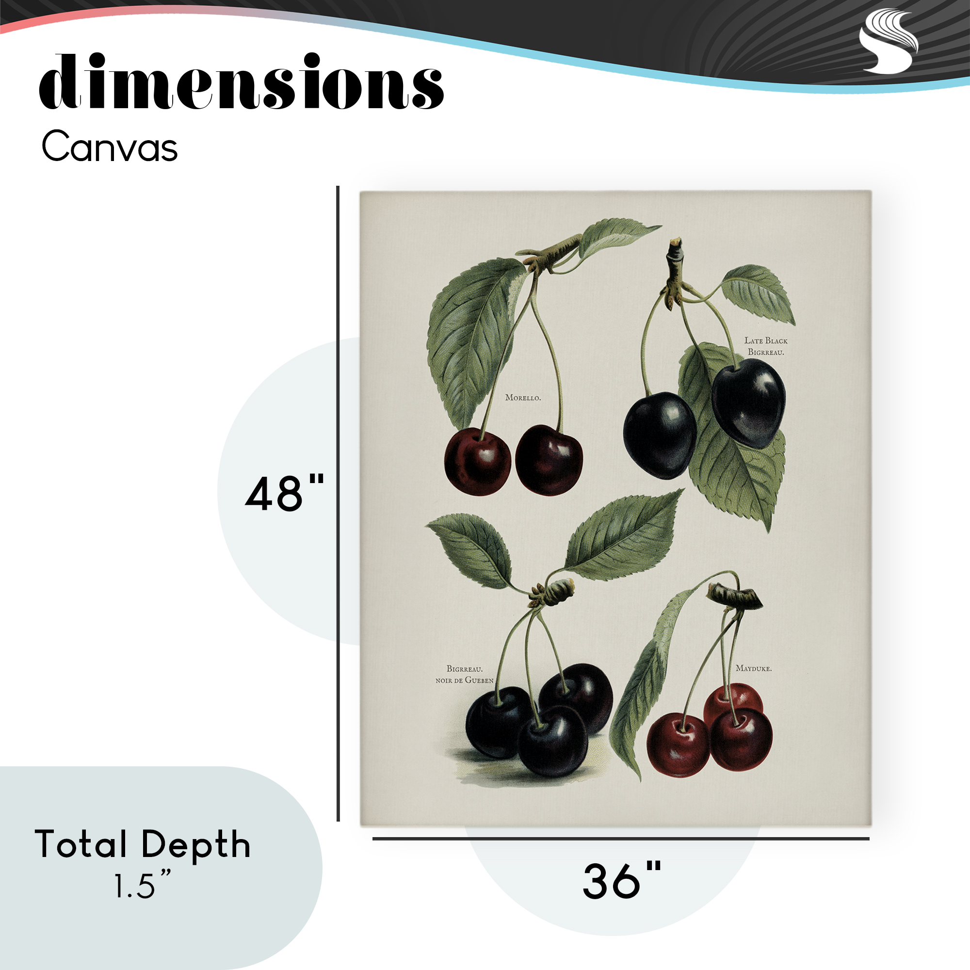 Natural Detailed Cherry Studies Canvas Wall Art, design by Lettered and Lined