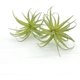thumbnail image 5 of Paquete de 4 plantas suculentas artificiales, plantas de aire flocadas, césped artificial, plantas de aire Tillandsia flocadas, bromelias para decoración del hogar, jardín, proyecto de terrario,, 5 of 7