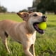 thumbnail image 2 of Pelota sónica Nerf Dog de juguete para perros, ligera y resistente al agua, 2 of 5