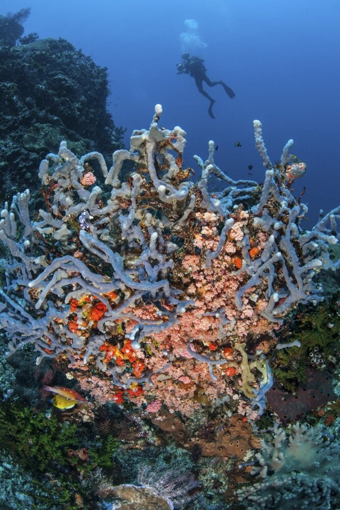 A scuba diver explores a colorful coral reef in Komodo National Park ...