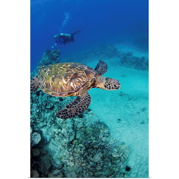 Great BIG Canvas | Rolled Dave Fleetham Poster Print entitled Hawaii, An Endangered Species, Green Sea Turtles (Chelonia Mydas)