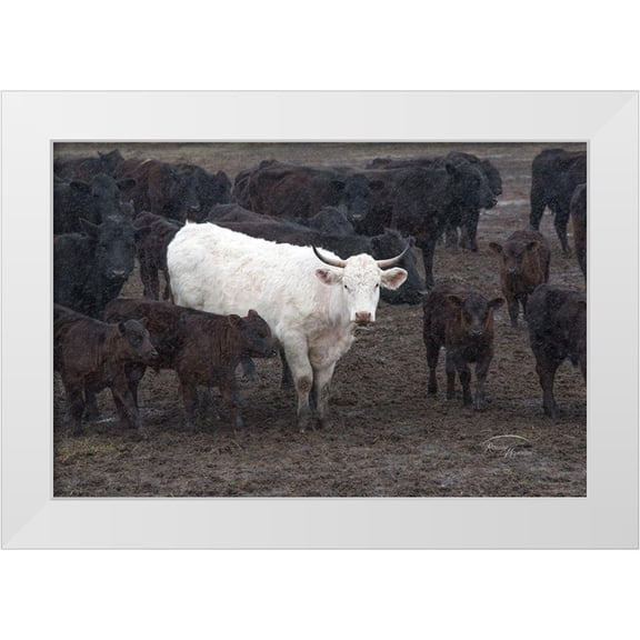Murdock, Ramona 14x11 White Modern Wood Framed Museum Art Print Titled - White Steer