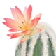 thumbnail image 2 of Reptile Cactus Plant Artificial Simulation Decorative Desert Plant Ornament for Fish Tank Terrarium Aquarium, 2 of 4
