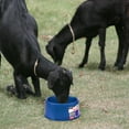 thumbnail image 2 of Farm Innovators 60 Watt Premium Heated Pet Dog and Cat Water Bowl, Blue, 2 of 7