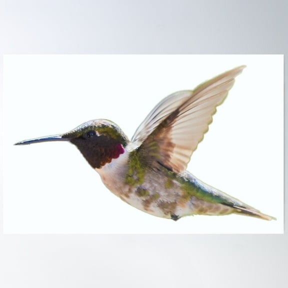 Ruby-Throated Hummingbird In Flight Poster Wall Art, Modern Wall Decor For Living Room Bedroom, 8x12 UNFRAMED