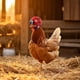 thumbnail image 5 of Juguetes de piscina, juguetes para bebés, juguetes para niños pequeños, sombrero protector con forma de cabeza de pollo, sombrero divertido de pollo, sombrero de pollito, casco de pollo, 5 of 5