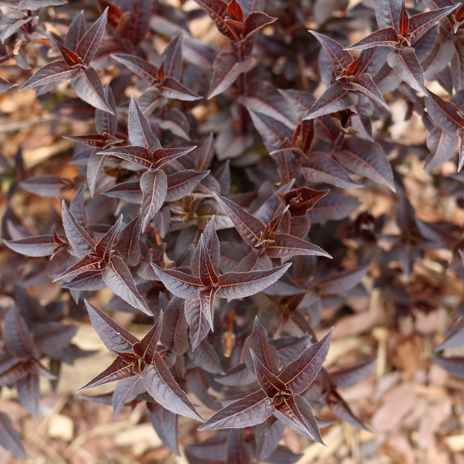 Proven Winners ColorChoice 6" Black Kodiak Jet Black Bush Honeysuckle Live Plant in 7.5" Pot