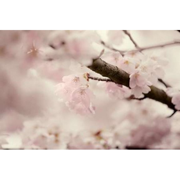 Flowering Cherry I Canvas Art - Roberta Murray (12 x 18)