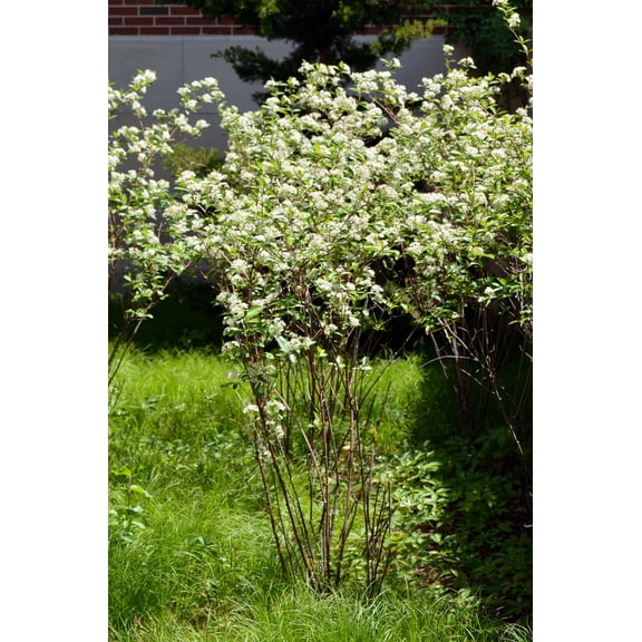 Brilliantissima Red Chokeberry-Deciduous Shrub for Wildlife Gardens  3 Gallon