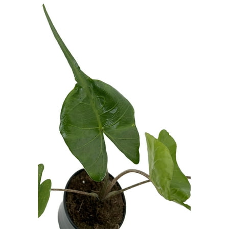 Rare Stingray Plant - Alocasia - Elephant Ears - 4" Pot - Collector's Series