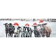 thumbnail image 3 of Curious christmas cows - 20"x60" canvas - Print on demand, 3 of 5