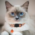 thumbnail image 3 of 2 Pack Reflective Cat Collars with Bell, Safety Quick Release Breakaway Kitten Collars, Adjustable 19-32cm Soft Collars for Cats & Kittens, 3 of 5