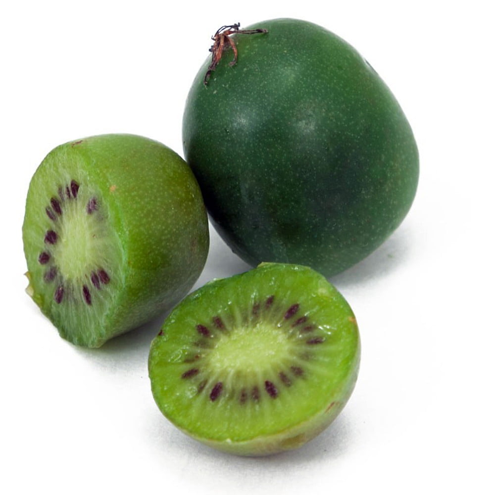 Ogden Point Hardy Kiwi Plant Actinidia FEMALE Tasty